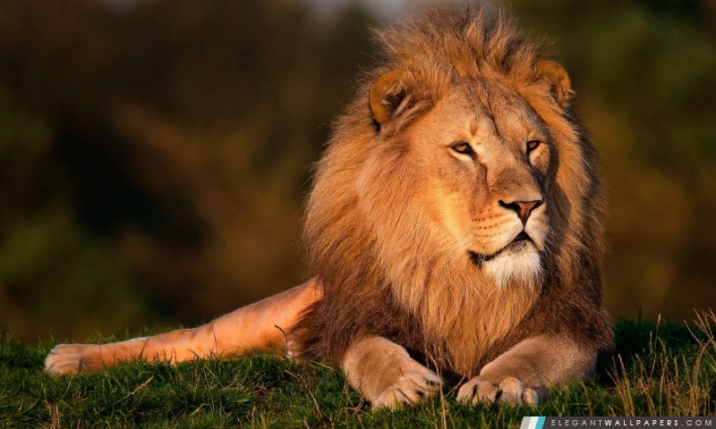 Lion, Arrière-plans HD à télécharger