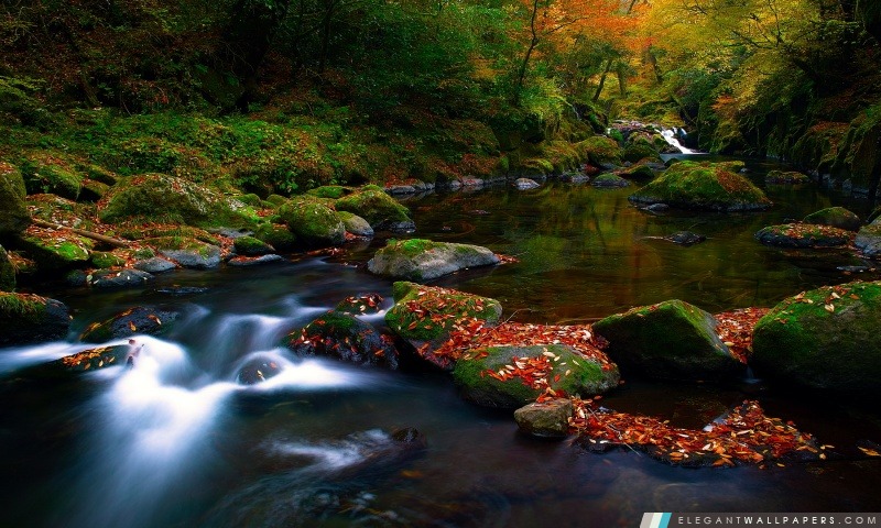 Rivière de forêt d'automne, Arrière-plans HD à télécharger