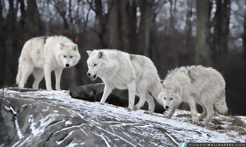 Loups blancs Paquet, Arrière-plans HD à télécharger