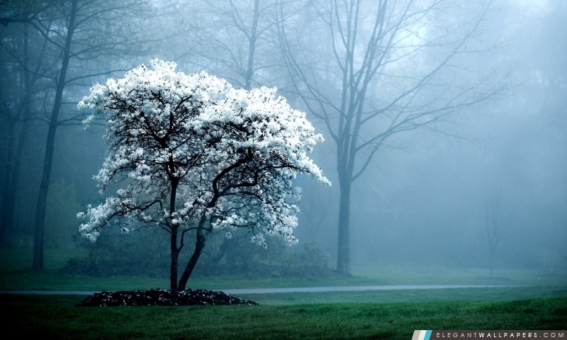 Blanc Arbre de magnolia, Arrière-plans HD à télécharger