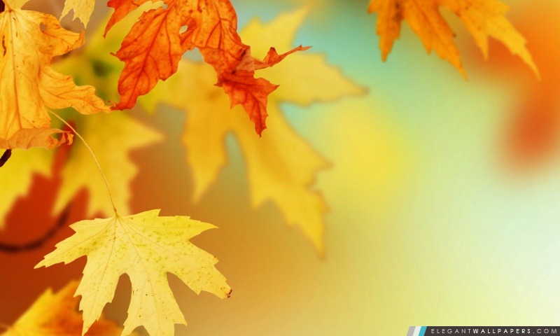 Jaunes Autumn Leaves, Macro, Arrière-plans HD à télécharger