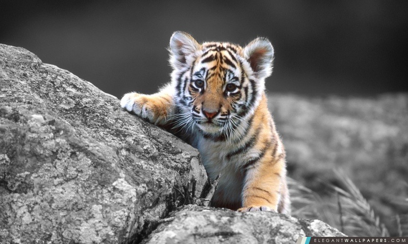 Cute Tiger Cub, Arrière-plans HD à télécharger