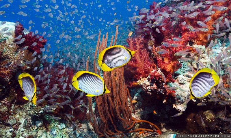 Coral Reef et poissons tropicaux, Arrière-plans HD à télécharger