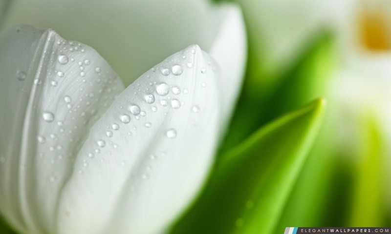 Tulipe, Arrière-plans HD à télécharger