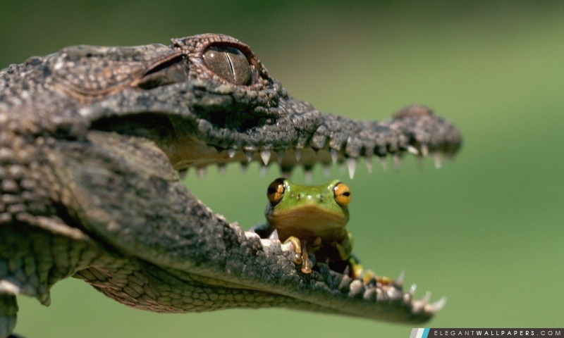 Crocodile manger la grenouille, Arrière-plans HD à télécharger
