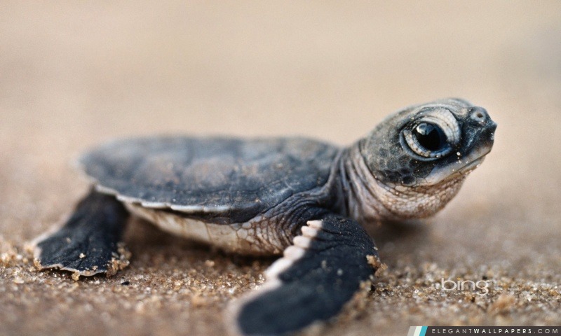 Bing bébé tortue, Arrière-plans HD à télécharger