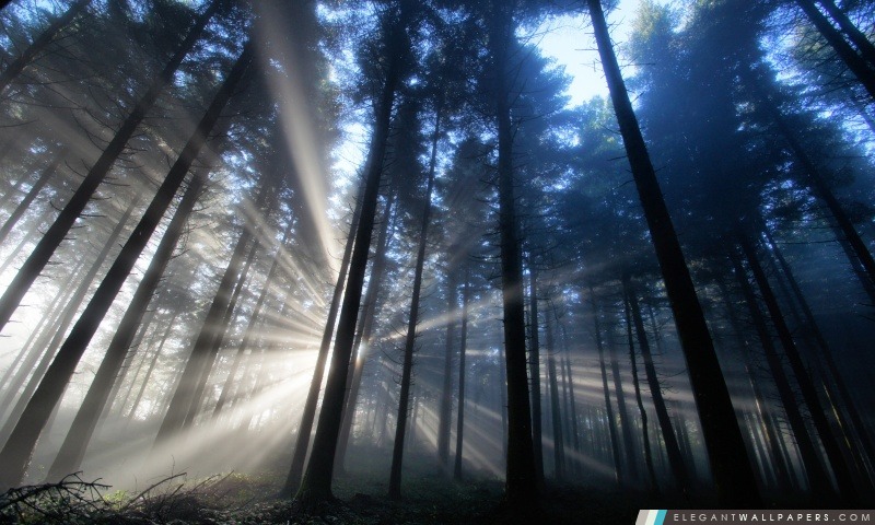 Rayons de lumière forestiers, Arrière-plans HD à télécharger