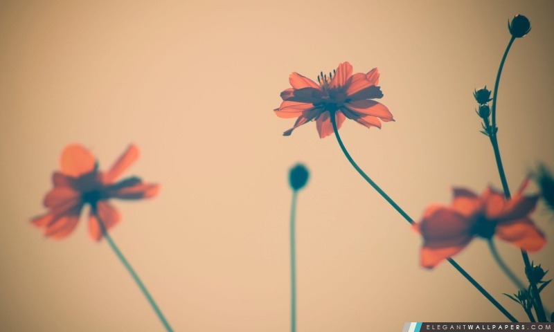 Fleurs Tumblr, Arrière-plans HD à télécharger