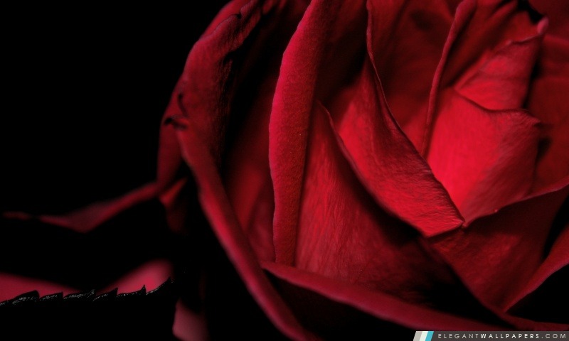 Scarlet Rose, Macro, Arrière-plans HD à télécharger