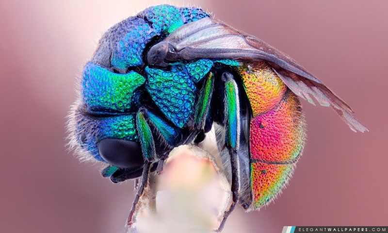Colorful insectes, Arrière-plans HD à télécharger