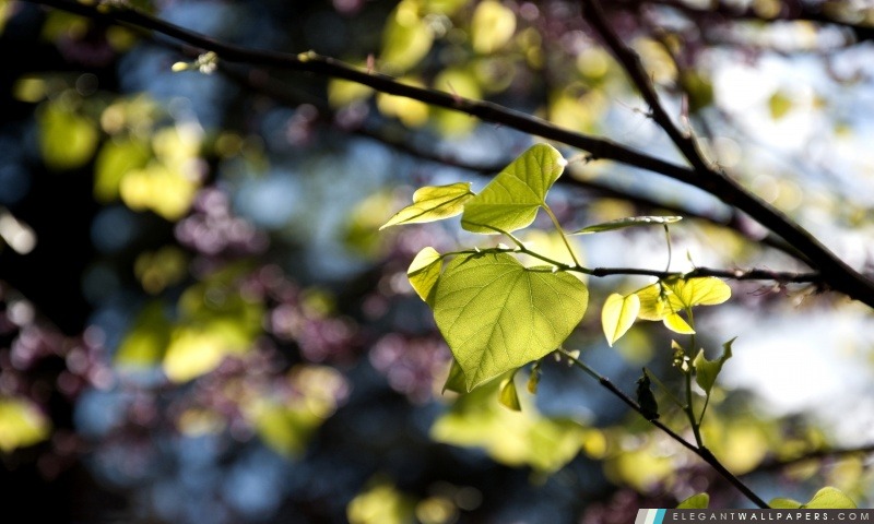 Les feuilles des arbres Bokeh, Arrière-plans HD à télécharger