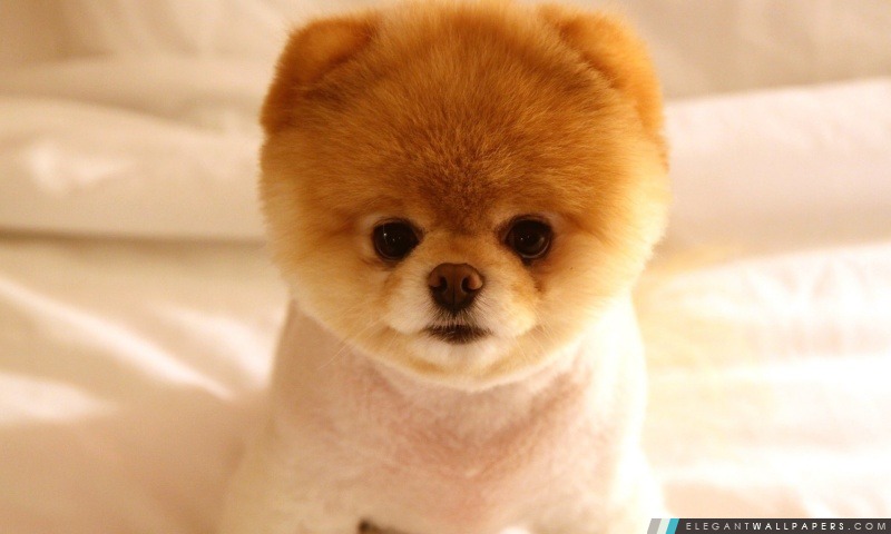 Cute Dog Boo, Arrière-plans HD à télécharger