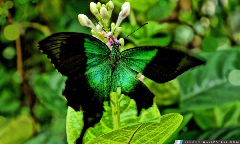 Papillon vert, Arrière-plans HD à télécharger