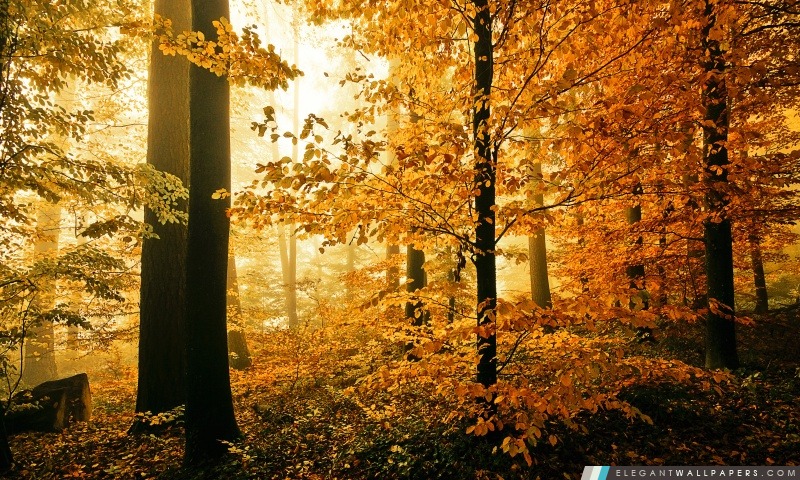 Belle Feuillage d'automne, Arrière-plans HD à télécharger