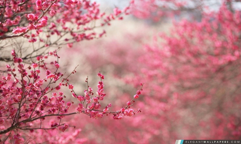 Sakura Cherry Blossom, Arrière-plans HD à télécharger