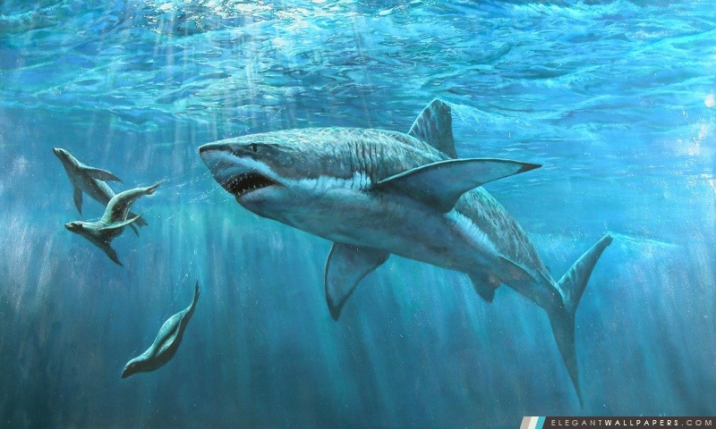 Grande peinture requin blanc, Arrière-plans HD à télécharger