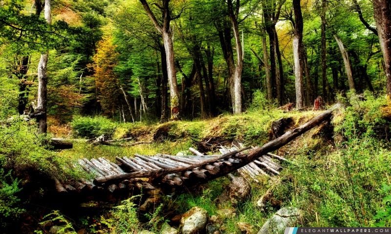 Pont en bois de la forêt, Arrière-plans HD à télécharger