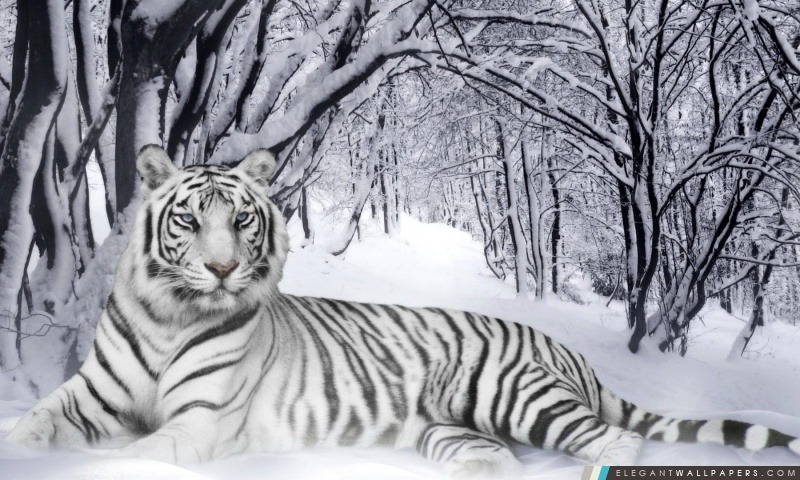 Tigre Blanc Elegant Wallpapers