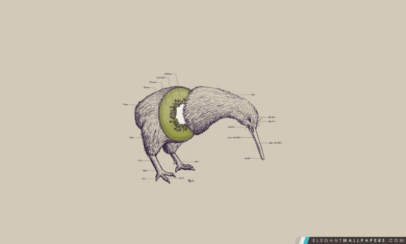 Oiseau de kiwi, Arrière-plans HD à télécharger