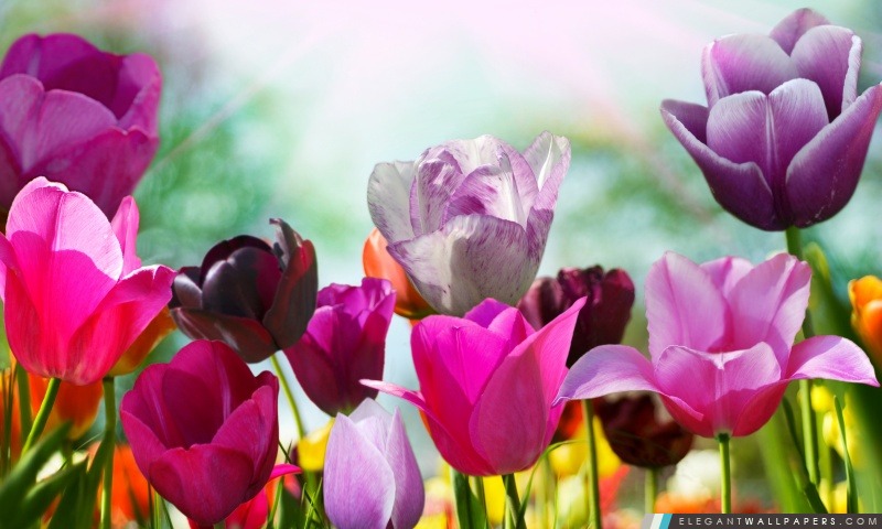 Fleuries tulipes colorées, Arrière-plans HD à télécharger