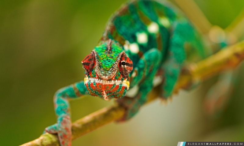 Colorful macro Chameleon, Arrière-plans HD à télécharger