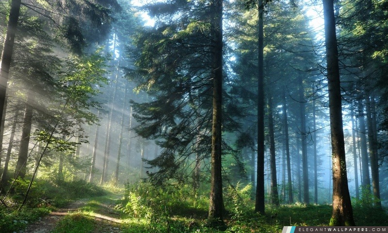 La forêt épaisse, Arrière-plans HD à télécharger