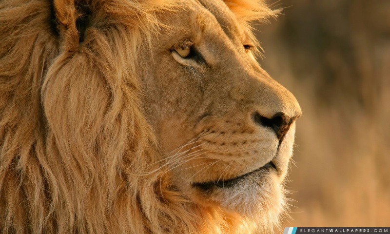 Lion OS, Arrière-plans HD à télécharger