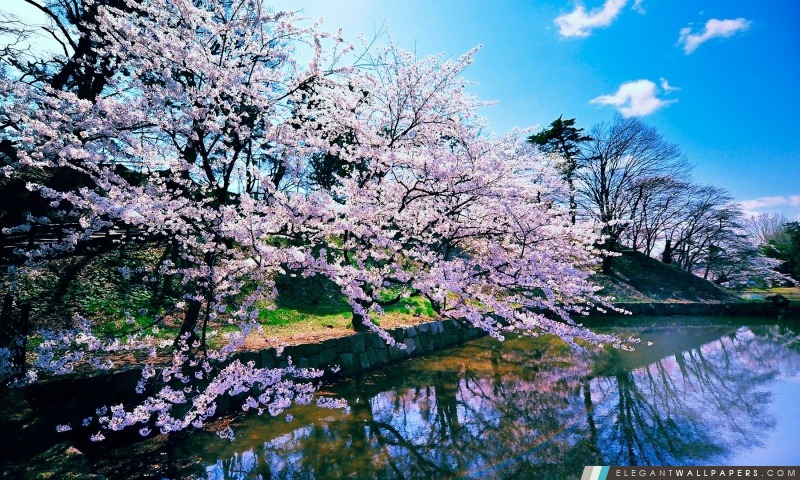 Cherry Blossom arbres, Arrière-plans HD à télécharger