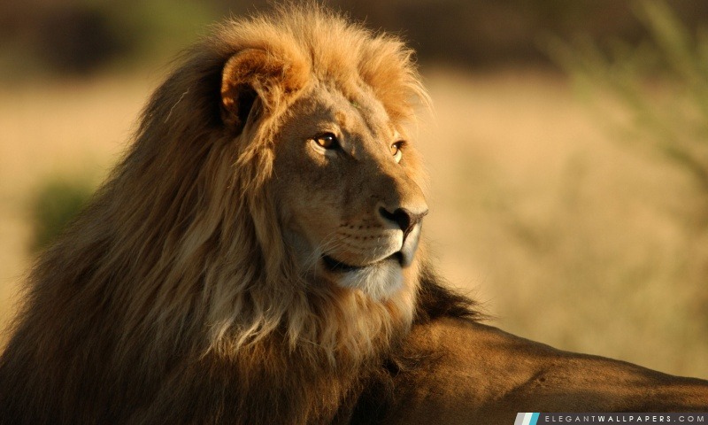Lion sauvage, Arrière-plans HD à télécharger