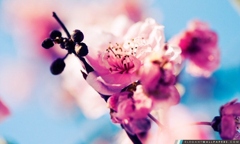 Belle Cherry Blossom, Arrière-plans HD à télécharger