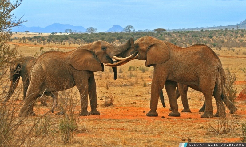 Les éléphants de combat, Arrière-plans HD à télécharger