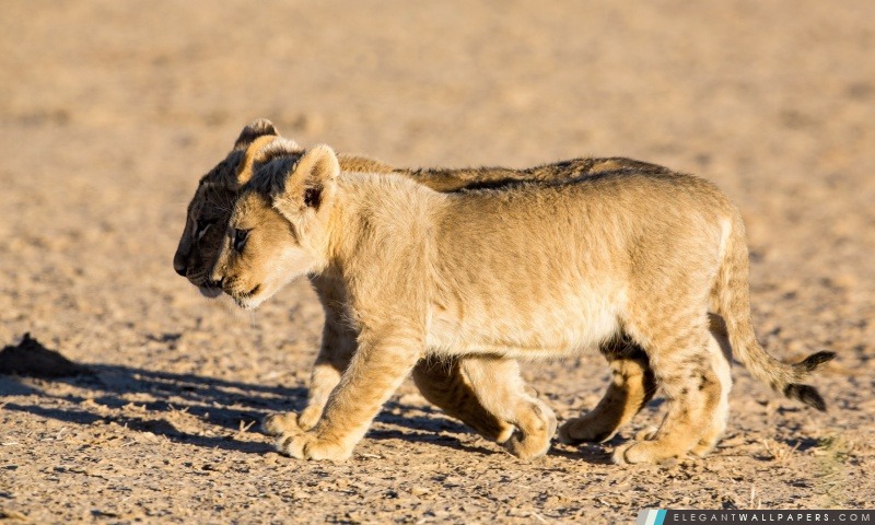 Lion Cubs, Arrière-plans HD à télécharger