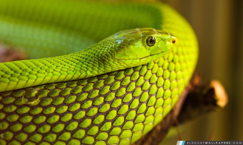 Serpent vert Macro, Arrière-plans HD à télécharger