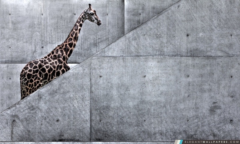 Girafe Monter des escaliers, Arrière-plans HD à télécharger