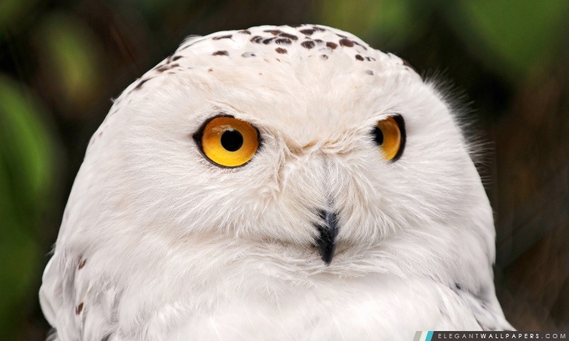 White Owl, Arrière-plans HD à télécharger