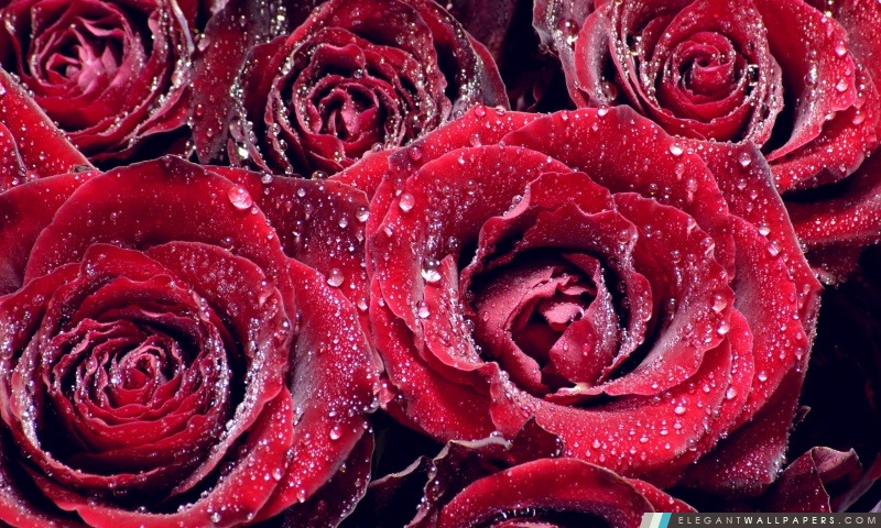 Rouge Roses, Arrière-plans HD à télécharger