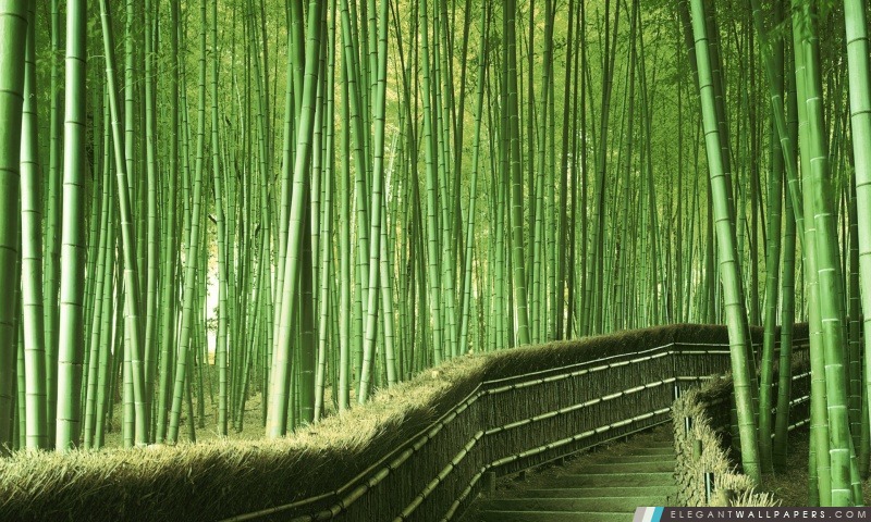 Bamboo Forest fond, Arrière-plans HD à télécharger
