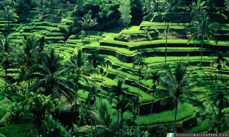 Bali, Indonésie, Arrière-plans HD à télécharger