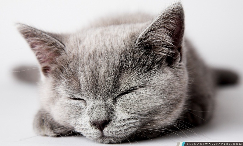 Sleepy Kitten gris, Arrière-plans HD à télécharger