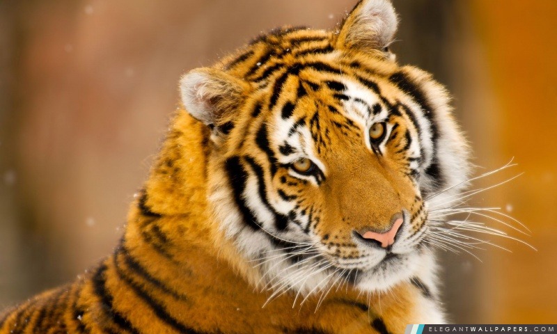Tigre de Sibérie animal sauvage, Arrière-plans HD à télécharger