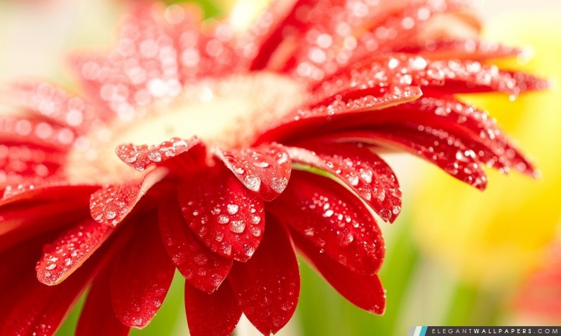 Incroyable fleur rouge, Arrière-plans HD à télécharger