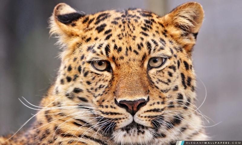 Leopard avec un air de s'ennuyer, Arrière-plans HD à télécharger