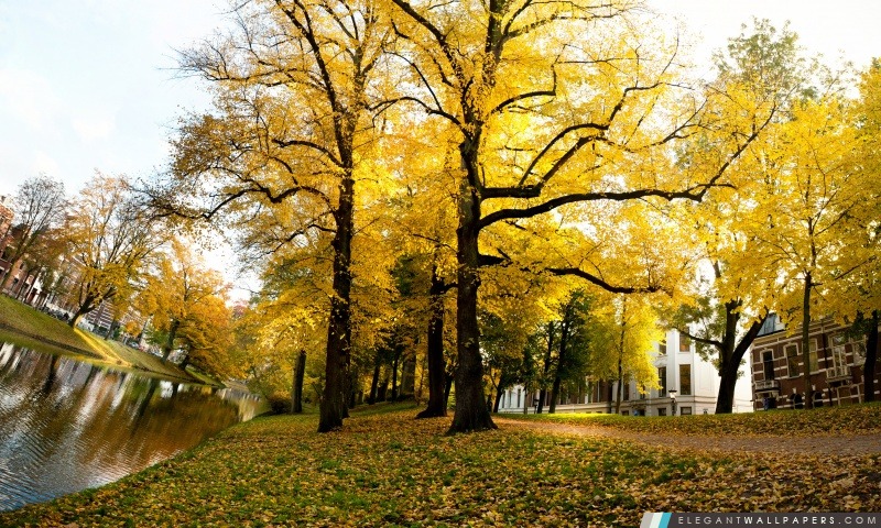 Arbres jaunes – Sunny automne après-midi à Utrecht, Arrière-plans HD à télécharger