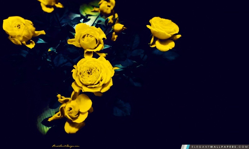 Roses jaunes, Arrière-plans HD à télécharger