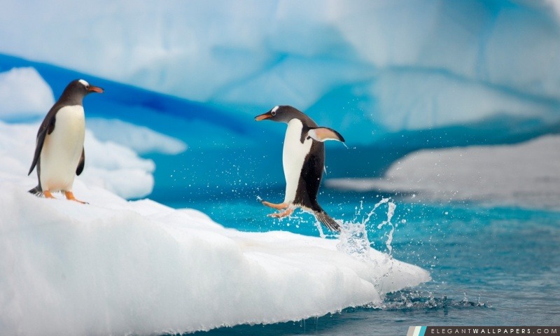 Penguin saut, Arrière-plans HD à télécharger