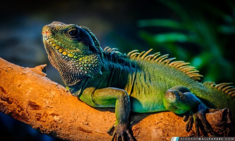 Iguana, Arrière-plans HD à télécharger