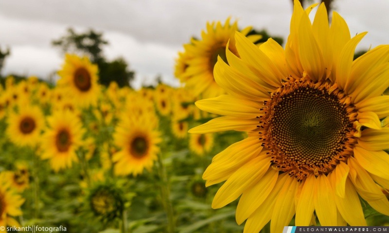 Mellow Yellow Sunflower, Arrière-plans HD à télécharger