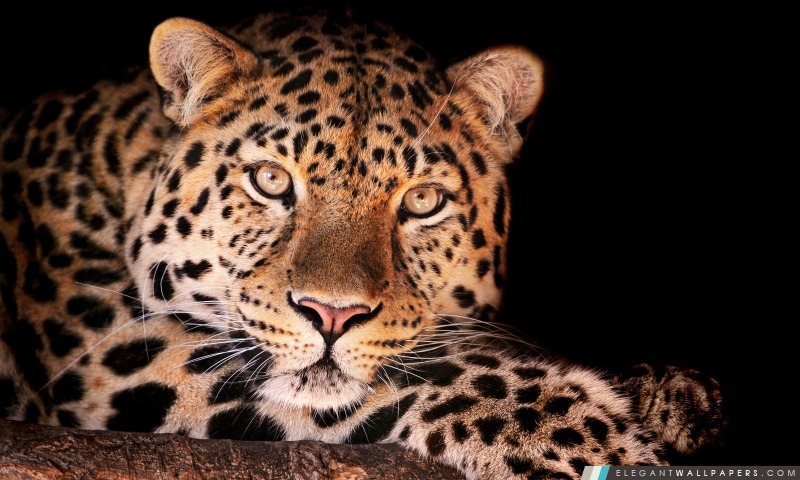Magnifique Leopard, Arrière-plans HD à télécharger