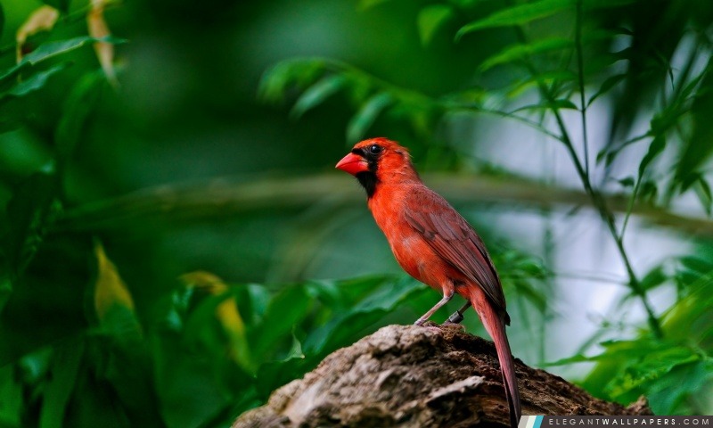 Oiseau rouge, Arrière-plans HD à télécharger