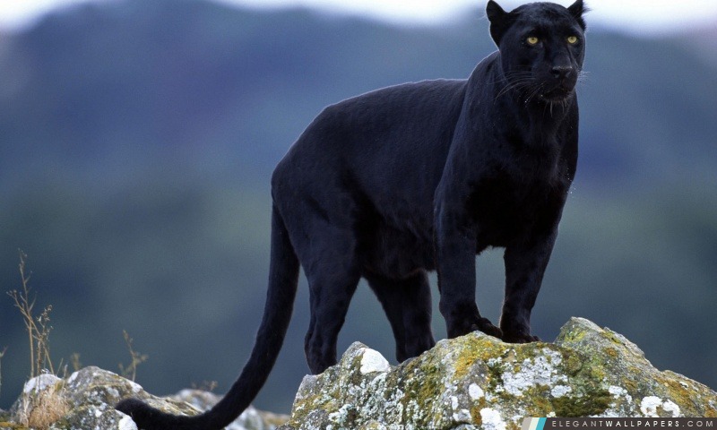 Black Panther, Arrière-plans HD à télécharger
